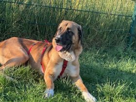 Süßer Mischlingshund