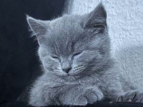 Bkh Kitten 12 Wochen