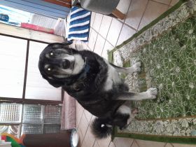 Mischlingshündin Namens Nelly