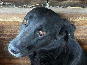 ANNI  ca.3 1/2-jährige, hübsche, schwarze Lady,  ca. 45-50 cm