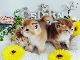 Reinrassige Bkh- Britisch Kurzhaar Kitten, vom Züchter, NUR NOCH 2 MÄDCHEN FREI!