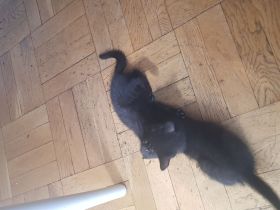 Ab sofort 200€ Abgabebereite BKH Kitten reinrassig