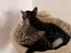 Zwei liebevolle Katzen suchen ein gemeinsames Zuhause