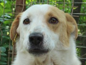 ALAN  ca. 3 1/2-jähriger, wunderschöner Rüde, ca. 45 cm, lebt seit 2 Jahren im Tierheim