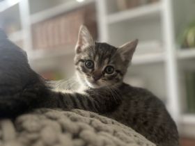 2 Ragdoll-Waldkatzen-Mix suchen Neues Zuhause