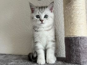 Britisch Kurzhaar Kitten