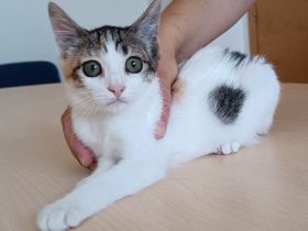 Kitten Miranda - kuschelt soooo gern!