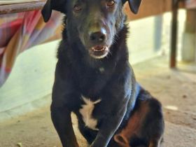 Patrocles, ein lieber, freundlicher Kerl sucht seine Menschen