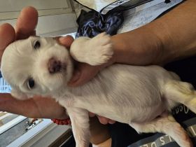 Zum verkaufen Mini Malteser Welpen