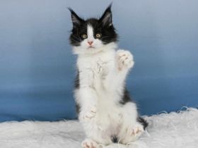 Exzellentes Maine Coon Kitten Wendi of Maine Coon Castle