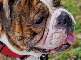 Big Boy Bruno vom Örmser Bahnhof mit Ahnentafel sucht ein Zuhause