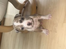 American Bully XL Merle