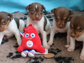 Unsere Welpen sind Olympiasieger