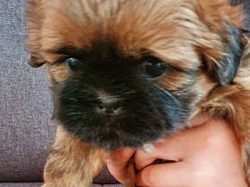 2 süße Shih-Tzu Welpen
