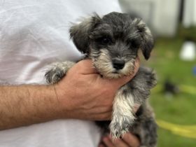 Zwergschnauzer reinrassig