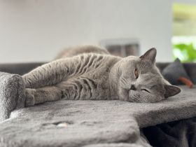 von Ottos Silberstadt