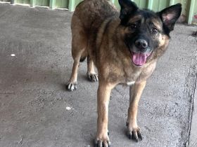 Leo - ruhiges Für-Immer-Zuhause gesucht🏡