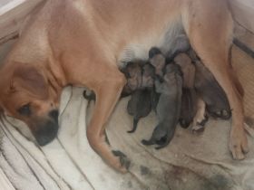 Malinois / Großer Schweizer Sennenhund-Mischlingswelpen