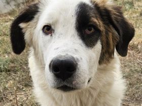 Helmo geb. ca. 01/2024, lebt in GRIECHENLAND, im städt. Tierheim Serres