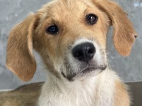 Imilo, geb. ca. 04/2024, lebt in GRIECHENLAND, im städt. Tierheim Serres