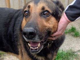 Traumhund Pluto sucht seine Familie