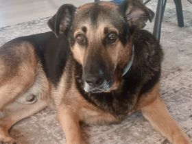 Traumhund Pluto sucht seine Familie