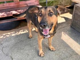 Traumhund Pluto sucht seine Familie