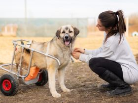 Lotte hofft auf Inklusion in ein liebevolles Zuhause