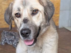 Lotte hofft auf Inklusion in ein liebevolles Zuhause