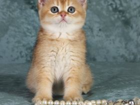 Reinrassige goldene Britisch Kurzhaar (BKH) Kittens. Gesunde, Soziale Kätzchen