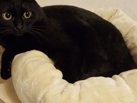 2 ❤️Bkh Mix Kater