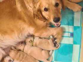 Golden Retriever Welpen