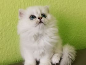 BLH BKH Kitten mit Stammbaum