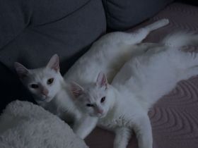 Katzen suchen dringend neues Zuhause