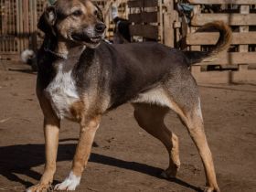 Folti, gehört noch nicht zum alten Eisen