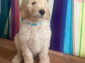 Golden Doodle Welpe Creme Rüde