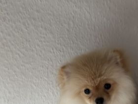 Nur Abholung möglich