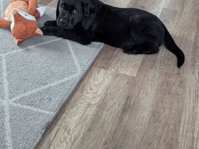 Reinrassiges Labrador Weibchen, Hündin, Schwarz, sucht liebevolle Familie