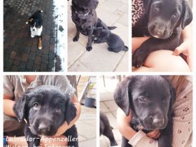 Labrador-Appenzeller Welpen