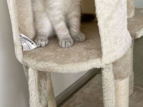 BKH sucht liebevolle Familie