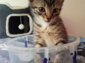 Zwei Kartäuser-Mix Kitten abzugeben!