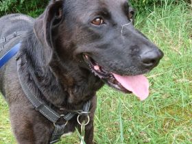 Blacky - verlassenes Hundeherz sucht Liebe