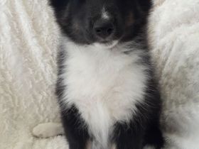 vom Segeberger Forst