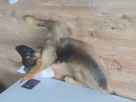 Deutscher schäferhund