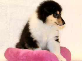 Colliewelpen Langhaar aus liebevoller Aufzucht seit 2009