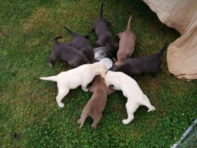 Süße Labrador Welpen
