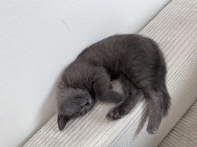 Britisch Kurzhaar Kitten (12 Wochen) abzugeben