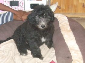 Border,- Aussidoodle