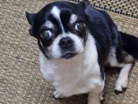 Chihuahua Jack russel mischling