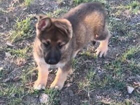 Deutsche Schäferhund Welpen